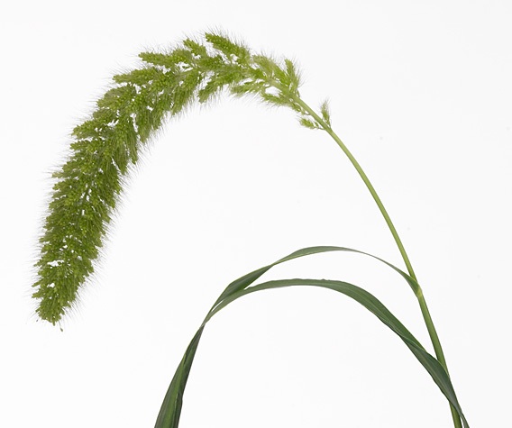 SETARIA HIGHLANDER